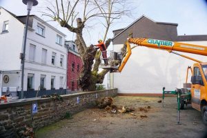 K800_250122_Maulbeerbaum_Horchheim (002)