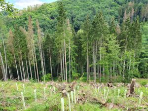 Die Forstreviere Bendorf und Vallendar informieren über das Thema „Unser Wald im Klimawandel“.