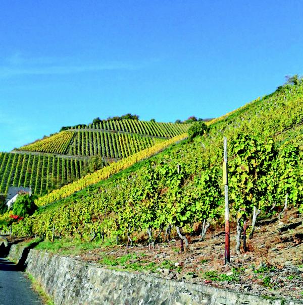 Beim Wandern Wichtiges über Wein erfahren – Tour über Rheinsteig endet in Winzerbetrieb Leutesdorf