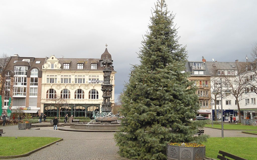 Weihnachtsbäume gesucht