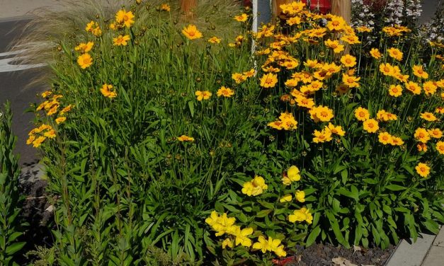 Bürger gestalten Bienenbeet am Carmen-Sylva-Garten – Stadt Neuwied schafft weiteren Lebensraum für Insekten