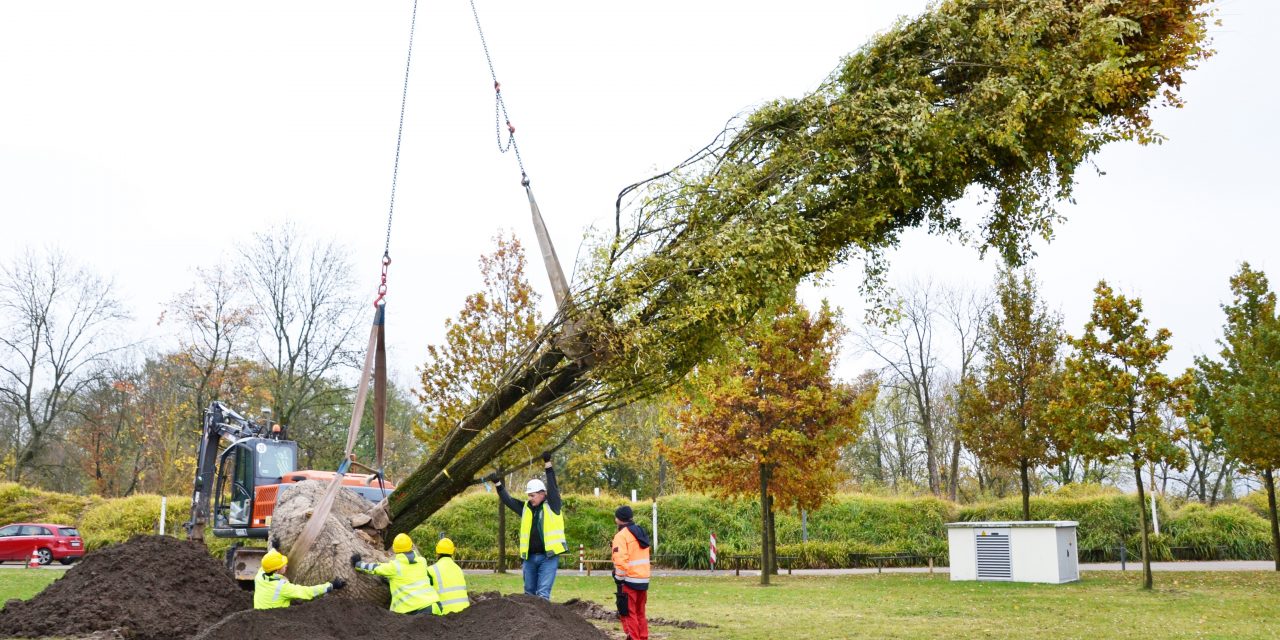 Imposante Kork-Ulme landet im Festungspark Ehrenbreitstein