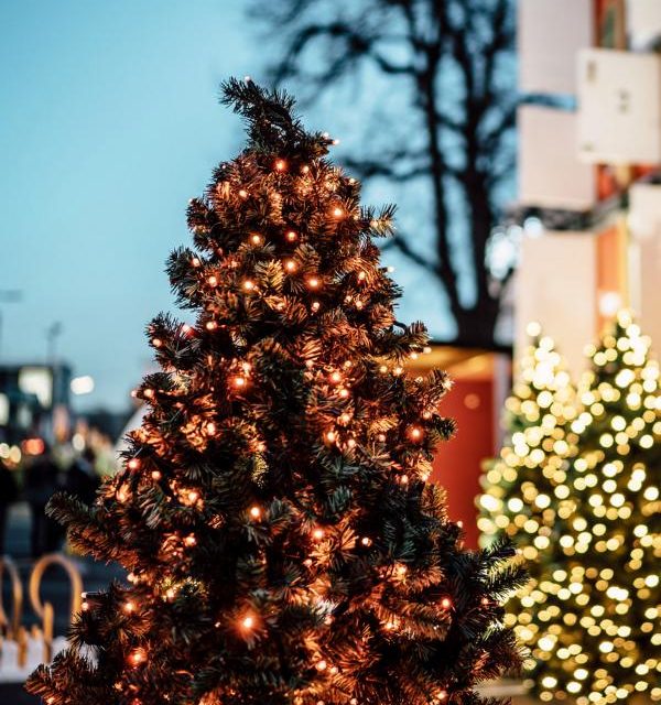 Für Flutopfer: Knuspermarkt-Tannenbäume werden verkauft