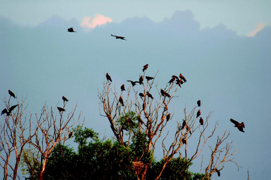 Den Wintervögeln ganz nah sein – Führung „Flora und Fauna im Engerser Feld“ am 13. März