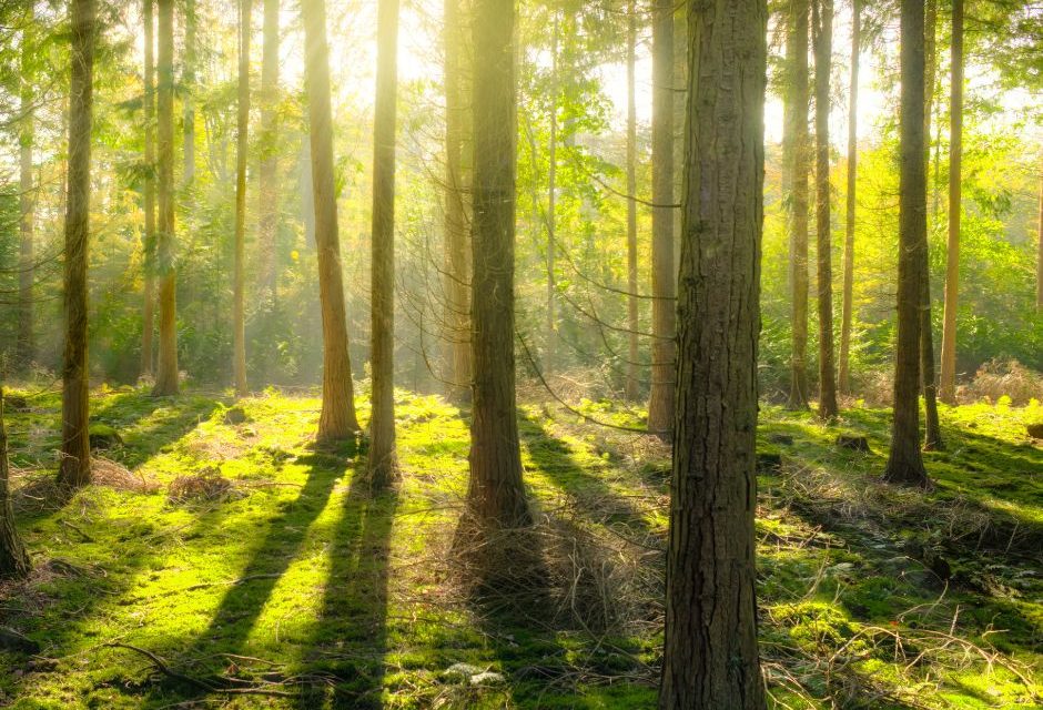 DONNERSTAGSVORTRAG: „Wald tut gut! Stressabbau und Gesunderhaltung durch Achtsamkeit im Wald“