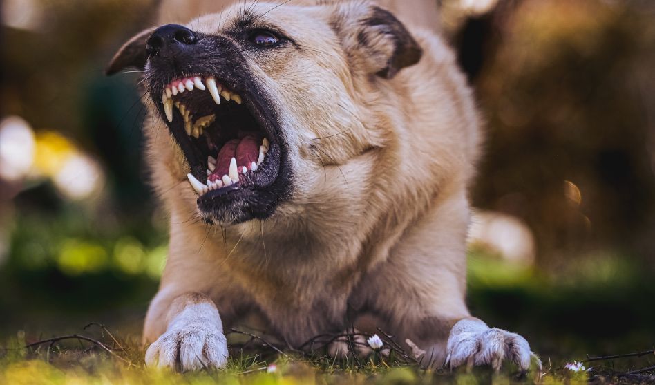 Kind von Hund gebissen