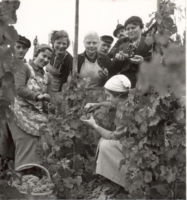 Vor 125 Jahren wurden Winzervereine in Ober- und Niederlahnstein gegründet