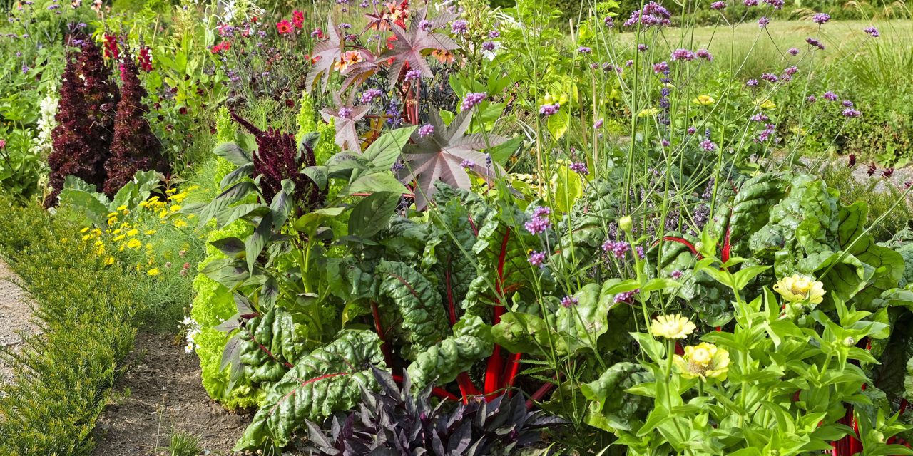 Japanischer Trend ist auch in Neuwied beliebt