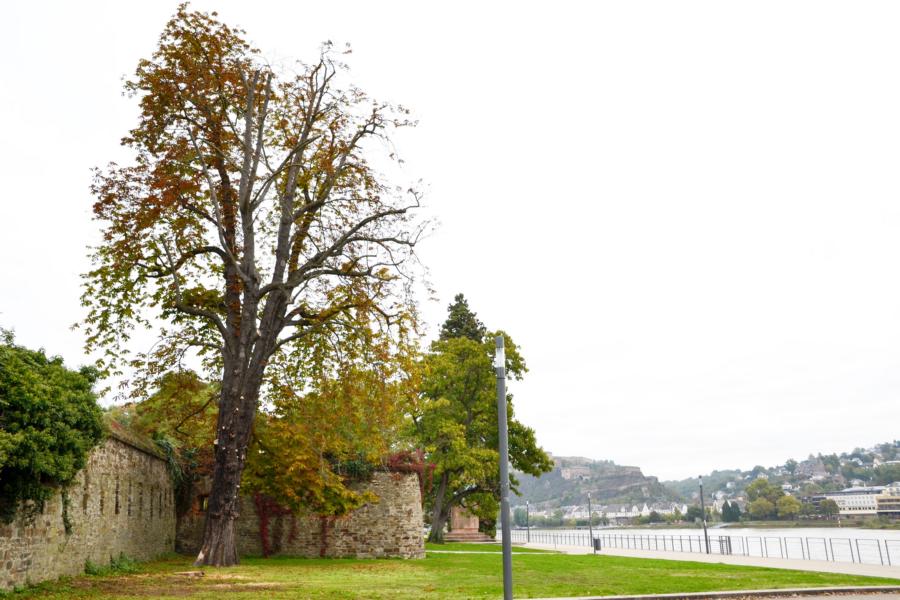 In den Rheinanlagen sind zwei kurzfristige Baumfällungen nötig