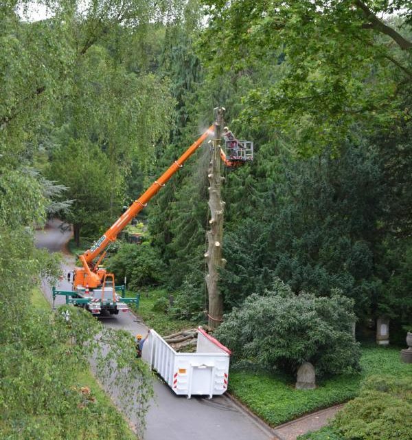 Zahlreiche Bäume im Stadtgebiet müssen gefällt werden