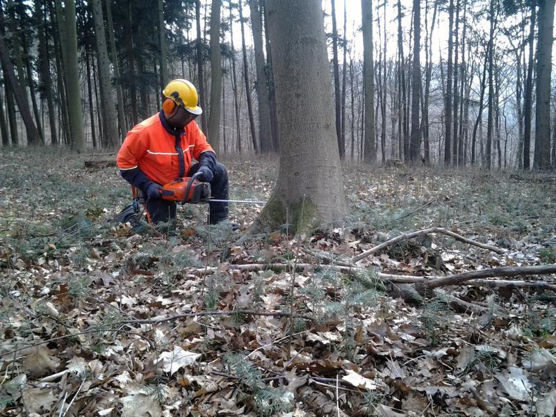 Waldbauliche Maßnahmen im Herbst und Winter