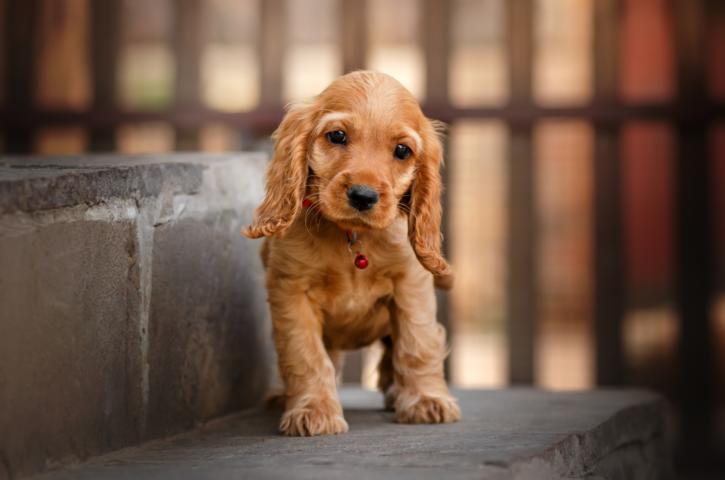 Welttierschutztag am 4. Oktober – Landeskriminalamt Rheinland-Pfalz informiert über illegalen Welpenhandel und mahnt zur Vorsicht beim Hundekauf