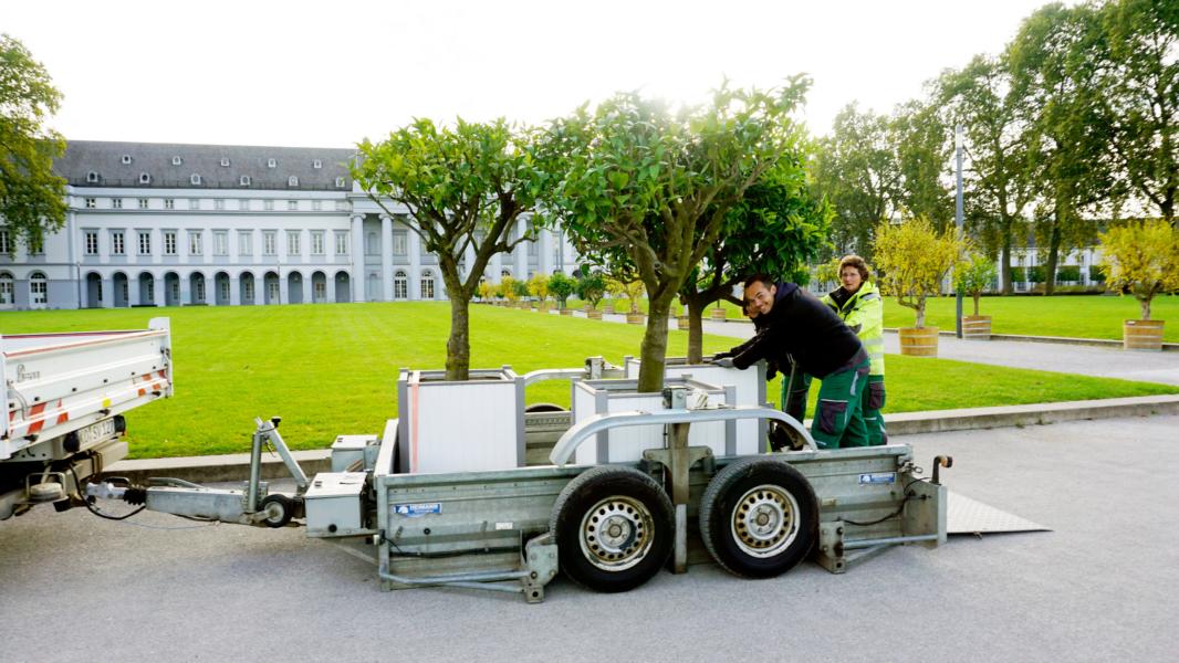 Zitronenbäume ziehen ins Gewächshaus um