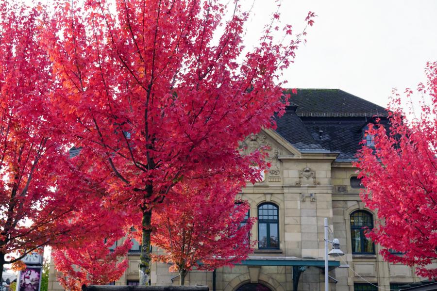 Spannende neue Baumarten für Koblenz