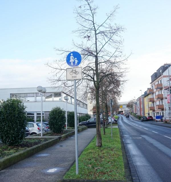 Elf Bäume in der Beatusstraße werden gefällt
