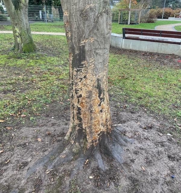 Bäume im neuen Grünzug Neuendorf beschädigt – Zeugen gesucht