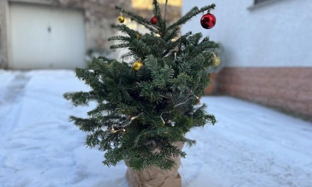 Baumpaten gesucht: Junge Union in Koblenz bittet um Unterstützung für Weihnachtsaktion