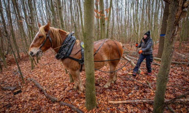 Pferdeeinsatz im Koblenzer Stadtwald gestaltet nachhaltige Waldarbeit