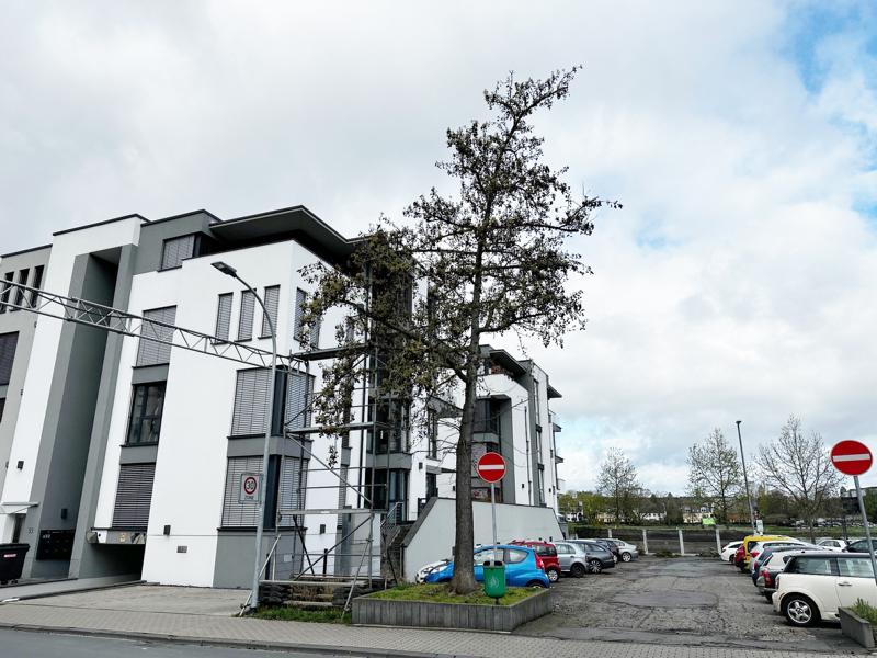 Baum an Einfahrt Jahnplatz muss gefällt werden