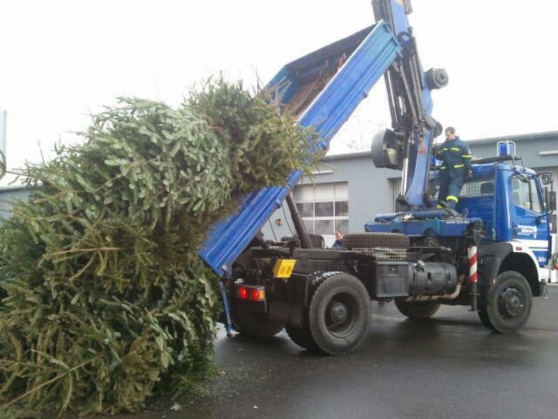 Abholung der Weihnachtsbäume am 11. Januar 2025