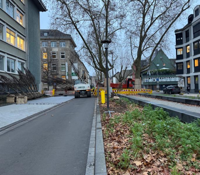 20 Bäume wurden für den Neubau der Südallee angeliefert