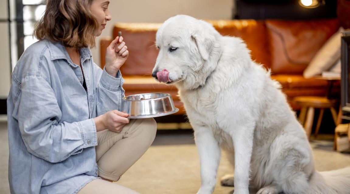 In Deutschland wird am Hundefutter nicht gespart