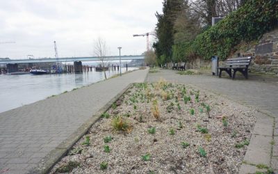 Hunde zerstören Staudenbeete in Pfaffendorf