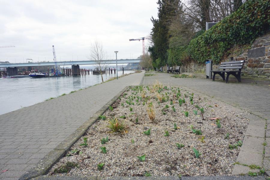 Hunde zerstören Staudenbeete in Pfaffendorf
