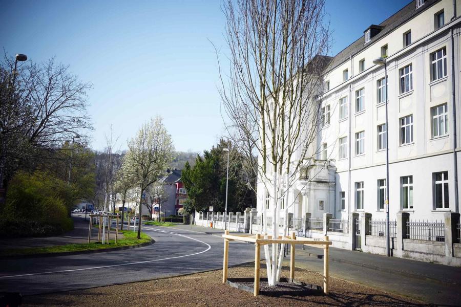 Neue Lindensorten und ein Rotahorn für Koblenzer Straßen