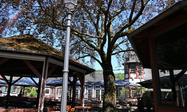 100-jährige Buche im Weindorf muss gefällt werden