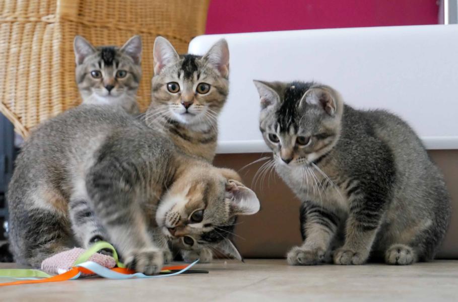 Katzen gibt es nicht zum Schnäppchenpreis