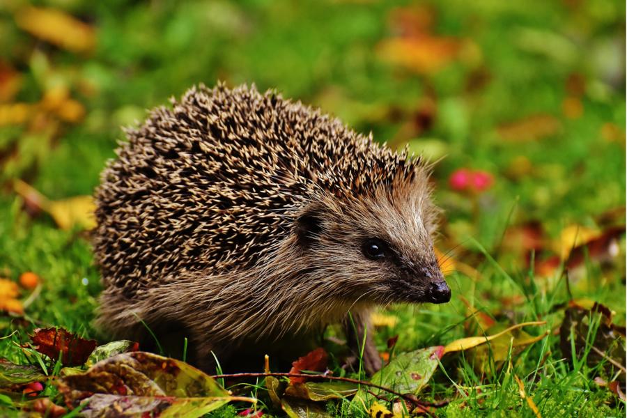 Nachtaktive Mähroboter gefährden Igel