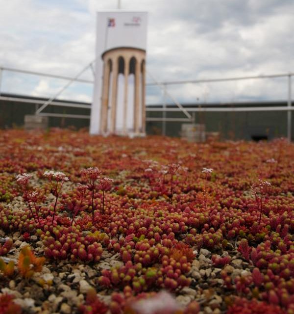 Mehr Grün für ein besseres Stadtklima