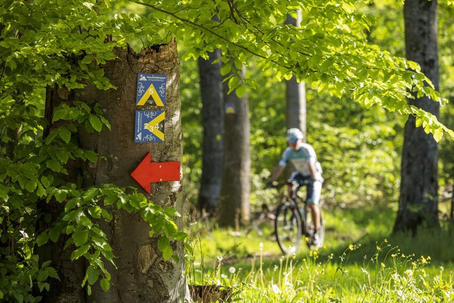 Fahrradtour im Stadtwald Koblenz