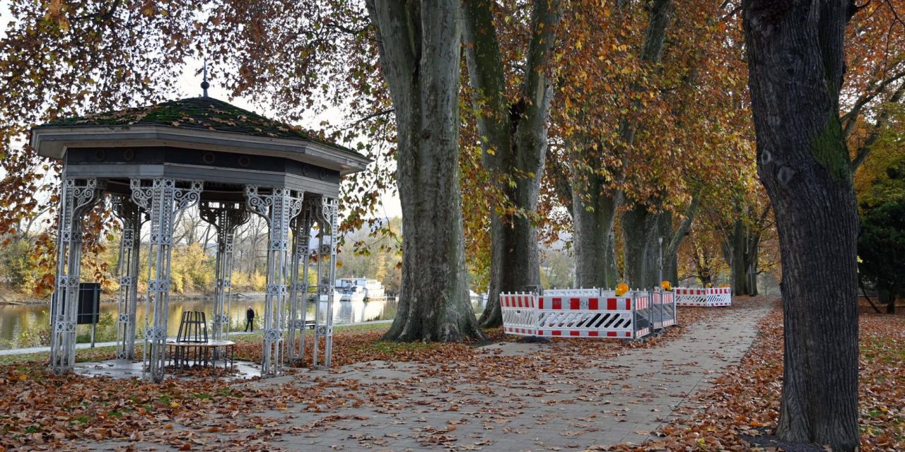 Rheinanlagen: Wurzelgitter werden neu verankert