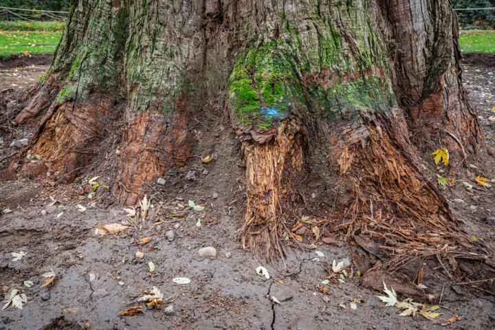 Wie „tanzende“ Erde zwei Koblenzer Naturdenkmälern helfen soll