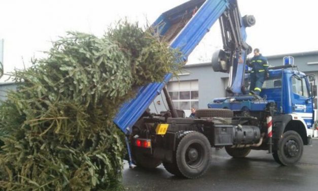 Abholung der Weihnachtsbäume am 10. Januar 2026