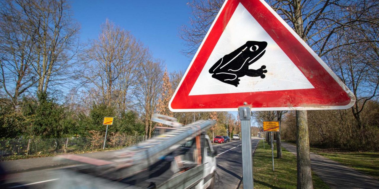 Amphibienwanderungen führen zu Verkehrseinschränkungen