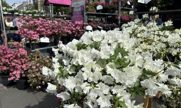 Neuwieder Gartenmarkt lädt zum Frühlingserlebnis