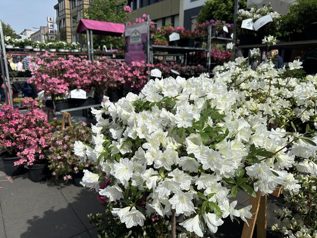 Neuwieder Gartenmarkt lädt zum Frühlingserlebnis