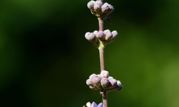 Mönchspfeffer stärkt das Wohlbefinden langfristig