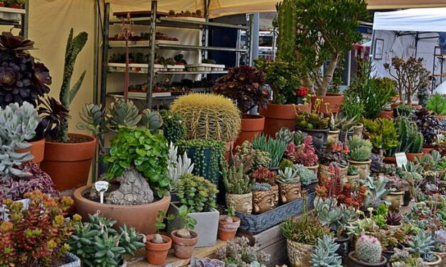 Frühling erleben beim Neuwieder Gartenmarkt