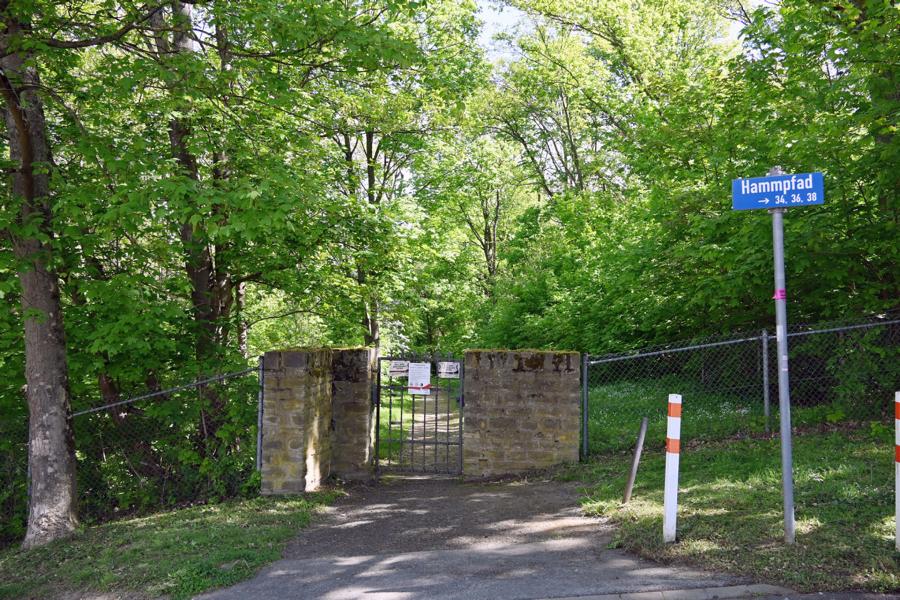 Wildschweine auf dem Hauptfriedhof: Stadt bittet um Mithilfe