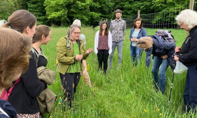Wildkräuterexkursion begeistert Naturinteressierte