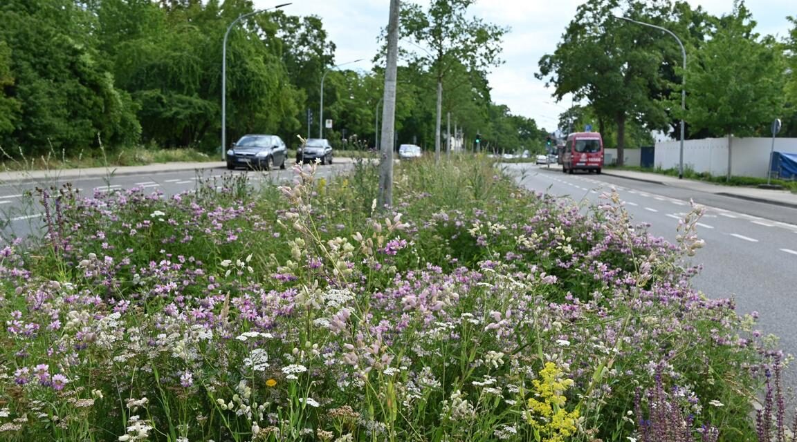 Blühstreifen im Stadtgebiet werden gemäht