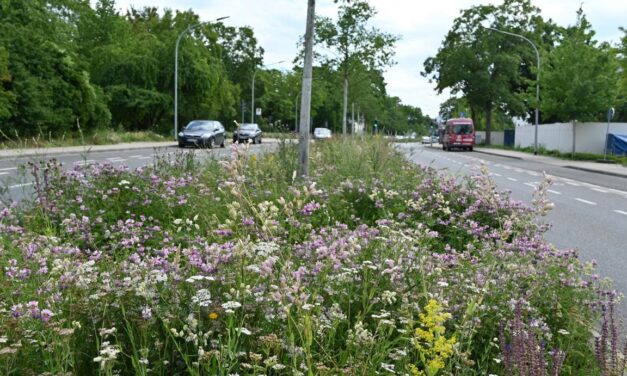 Blühstreifen im Stadtgebiet werden gemäht