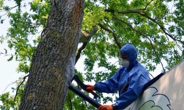 Eichenprozessionsspinner: Befall in Koblenz auf niedrigem Niveau