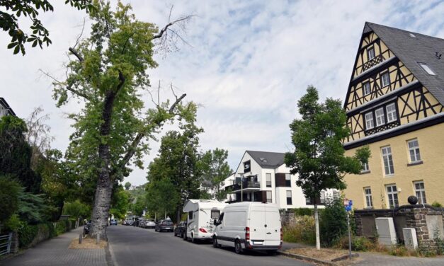 Stadt Koblenz muss 80 Bäume in den kommenden Wochen fällen