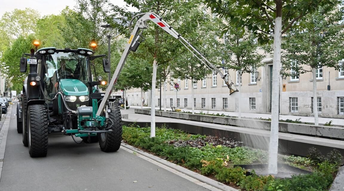 Extremsommer setzt Stadtbäume unter Druck