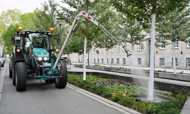 Extremsommer setzt Stadtbäume unter Druck
